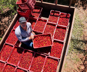 22.11.2021- Produção de acerola em Japurá.
Mauro Aparecido Zani .
Foto Gilson Abreu/AEN