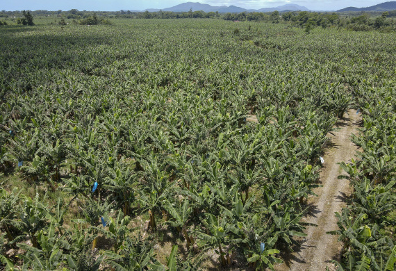 Em Guaratuba, mar verde de bananas gera renda no Litoral e supera desafios