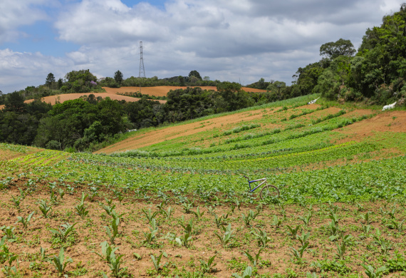 Líder nacional em produtores de orgânicos, Paraná investe para ampliar ainda mais o segmento - 