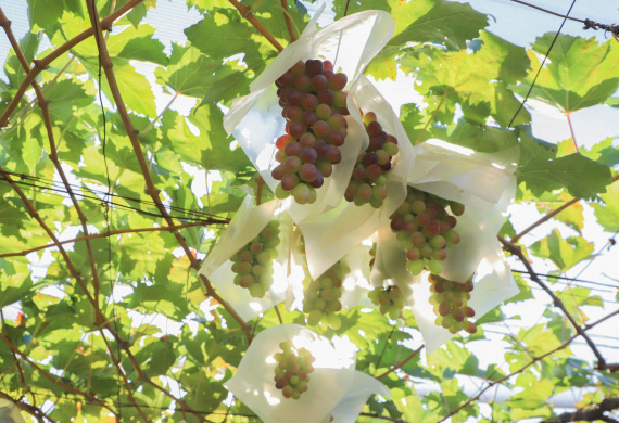 Com reconhecimento nacional, Marialva reforça vocação como maior produtora de uvas do Paraná