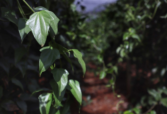  Está instalada em Pato Bragado, no Oeste do Paraná, a Unidade de Produção de Extratos da Sustentec Agricultores Associados. Trata-se de uma instituição que agrupa produtores e técnicos que tem por objetivo criar soluções para a promoção do desenvolvimento sustentável na cadeia produtiva de plantas medicinais.