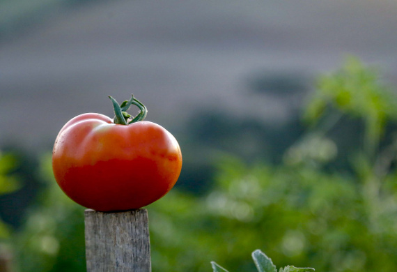 plantação de tomate
Reserva-Pr
Gilson Abreu/AEN