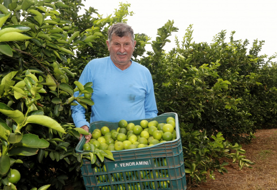 Produtores de limão em Altônia - Devaldir Antonio Vendramini, 47 anos de Altônia e 25 dedicados à fruticultura   -  Foto: Gilson Abreu/AEN