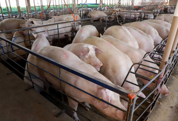 Puxado por Toledo, Paraná avança e mira novos mercados internacionais na carne suína
Foto: Ari Dias/AEN