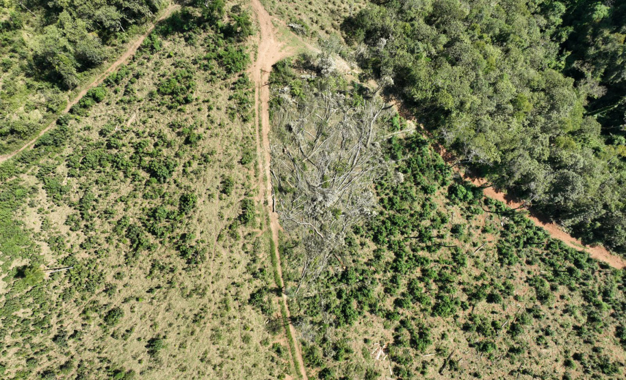 Nova plataforma dá ao IAT acesso a imagens diárias para controle de crimes ambientais