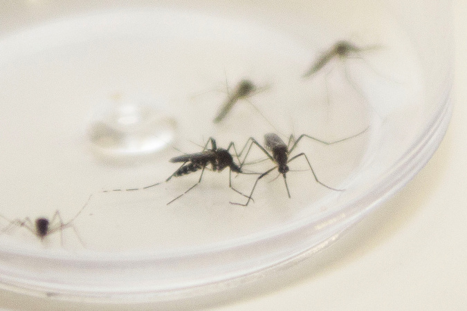 Das Gesundheitsministerium bestätigt eine Notlieferung von Pestiziden zur Bekämpfung von Aedes aegypti